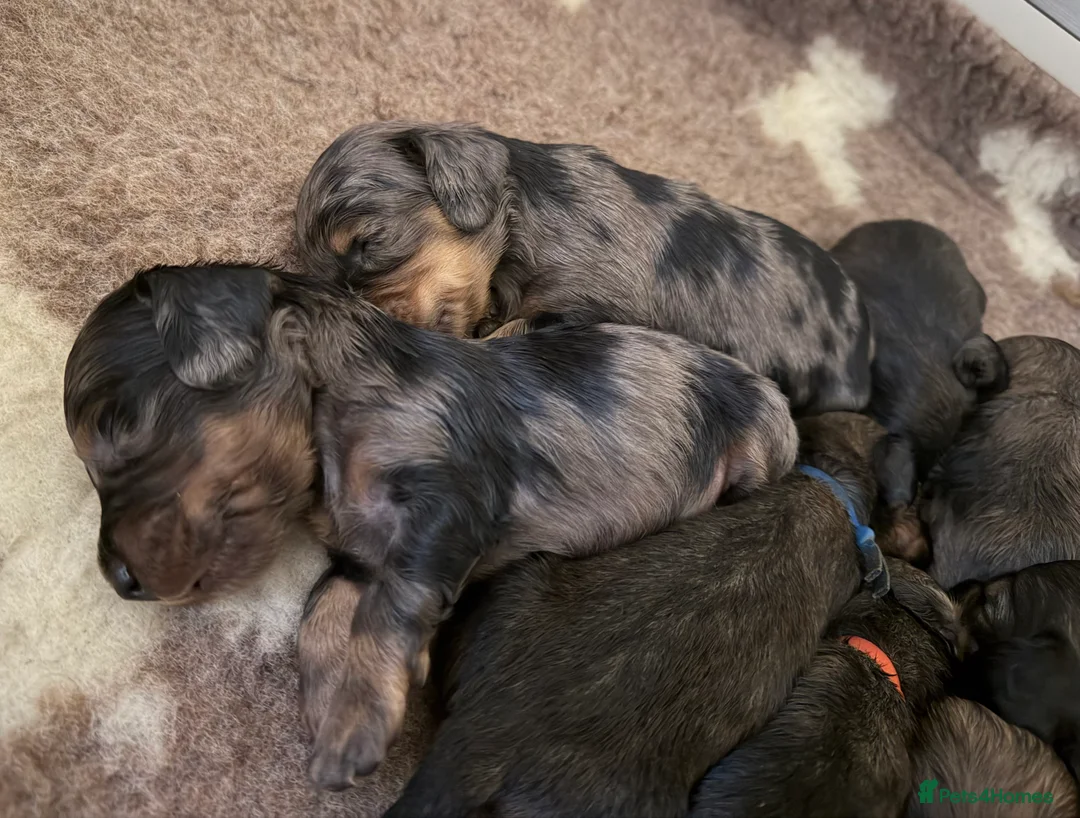 Dachshund dogs for sale: KC Standard Long Haired Dachshund Puppies - Advert 6
