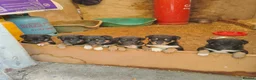 Mixed Breed dogs for sale: Working collie x kelpie puppies  - Advert 1