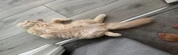 British Longhair cats for sale: Aslan - GCCF show prospect - Advert 2
