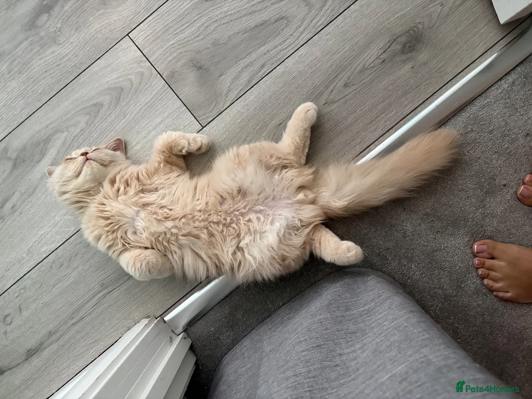 British Longhair cats for sale: Aslan - GCCF show prospect - Advert 2