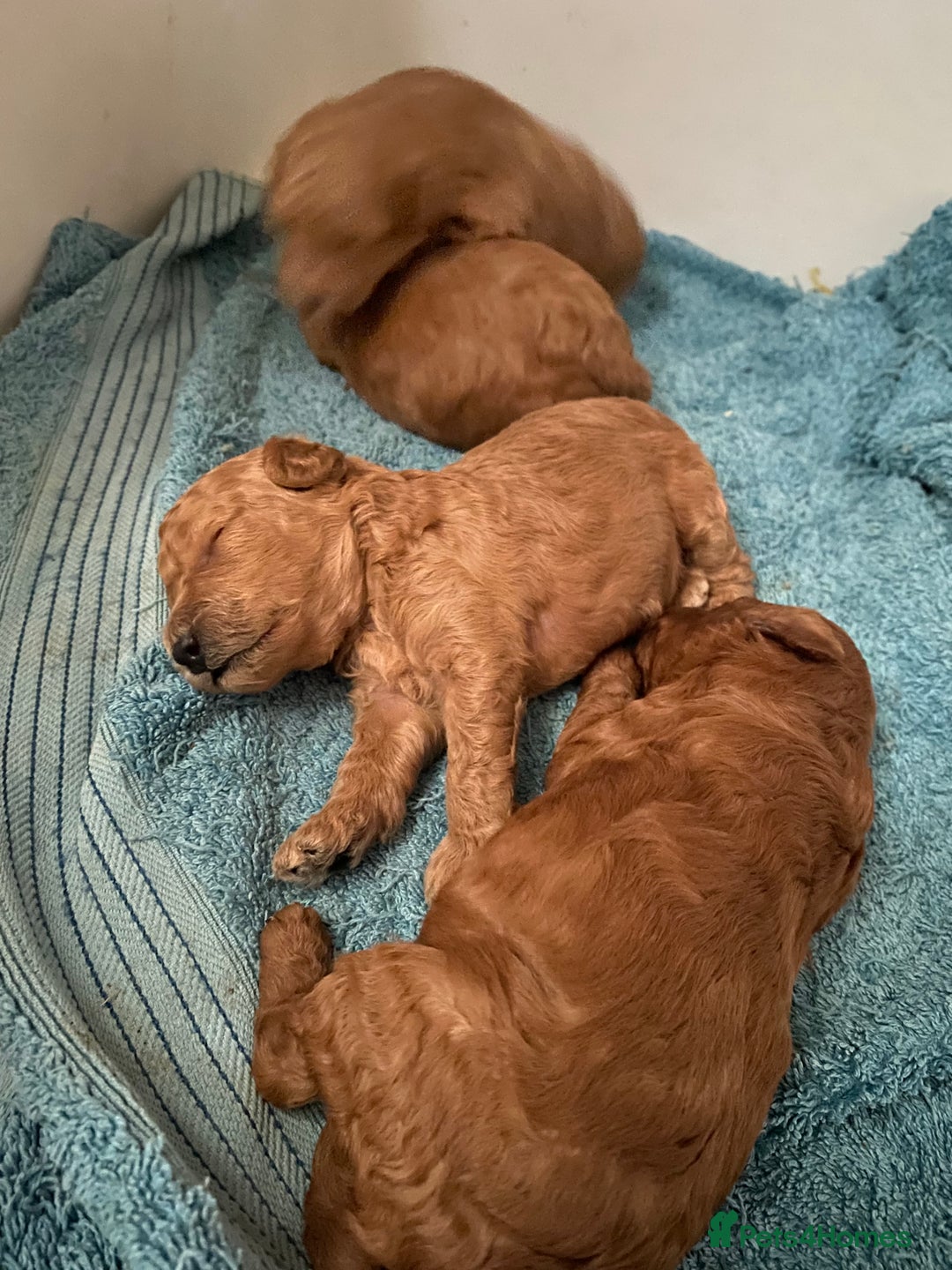 Toy Poodle dogs for sale: KC Toy Poodles Health Tested - Advert 17