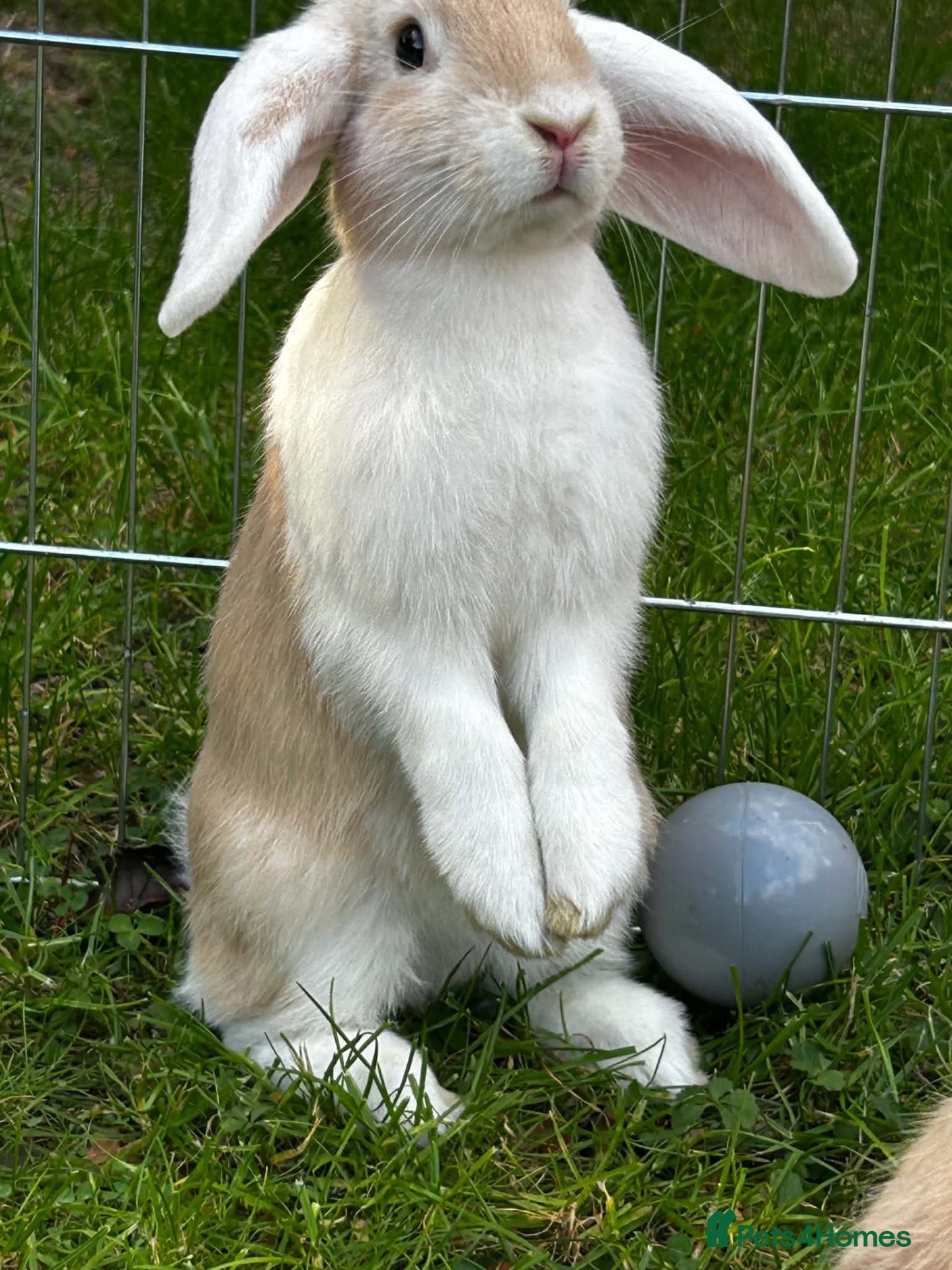 Mini Lop rabbits Mini lops for sale - Advert 1