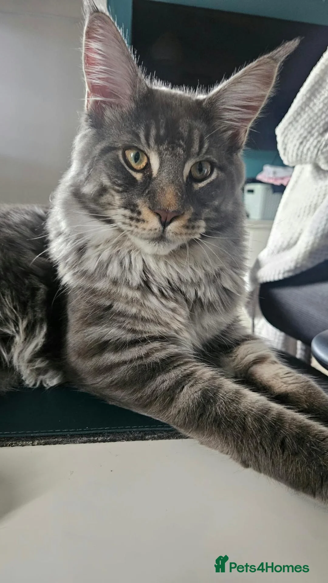 Maine Coon cats for sale: Beautiful Maine Coon Male – 8 Months Old - Advert 2