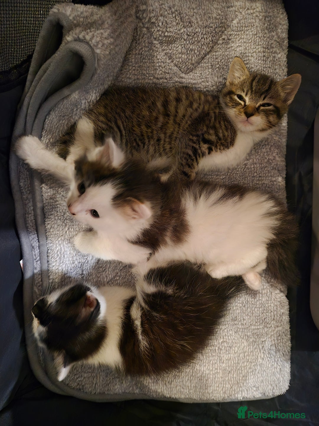 Mixed Breed cats for sale: XxX Gorgeous calico mixedbreed kittens 2 left ♥️  - Advert 18