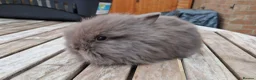 Lionhead rabbits for sale: Purebred Lionheads for sale - Advert 7