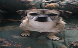 Mixed Breed dogs for adoption: Tiny mother & daughter - Image 6