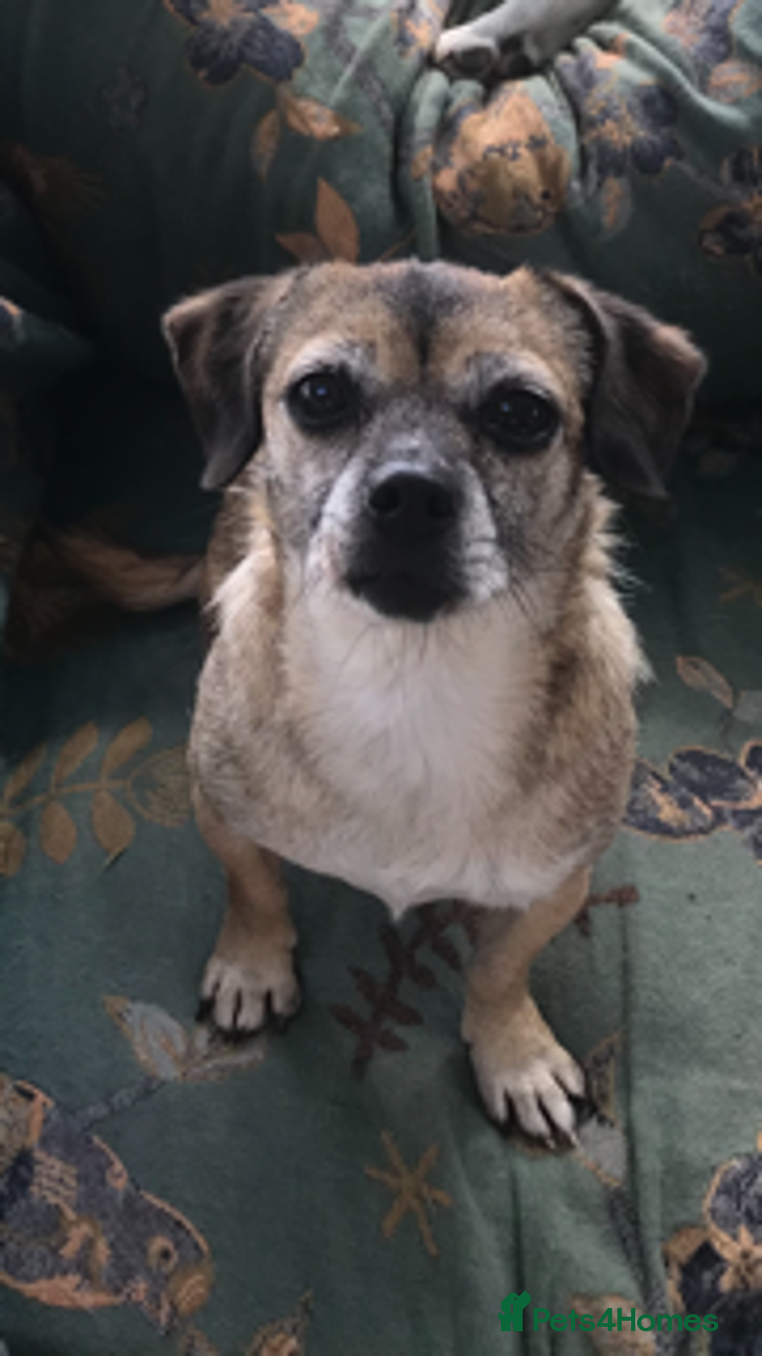 Mixed Breed dogs for adoption: Tiny mother & daughter - Image 6