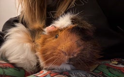 Guinea Pig rodents for sale: 2 Male Guinea Pigs - *Not Neutered* - Image 4