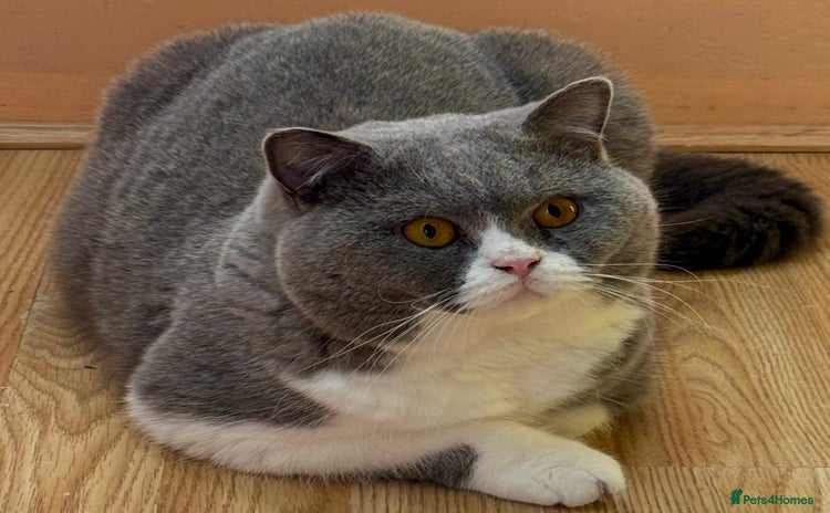 British Shorthair cats - Advert 8