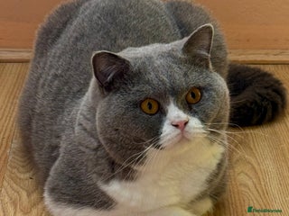British Shorthair cats - Advert 20
