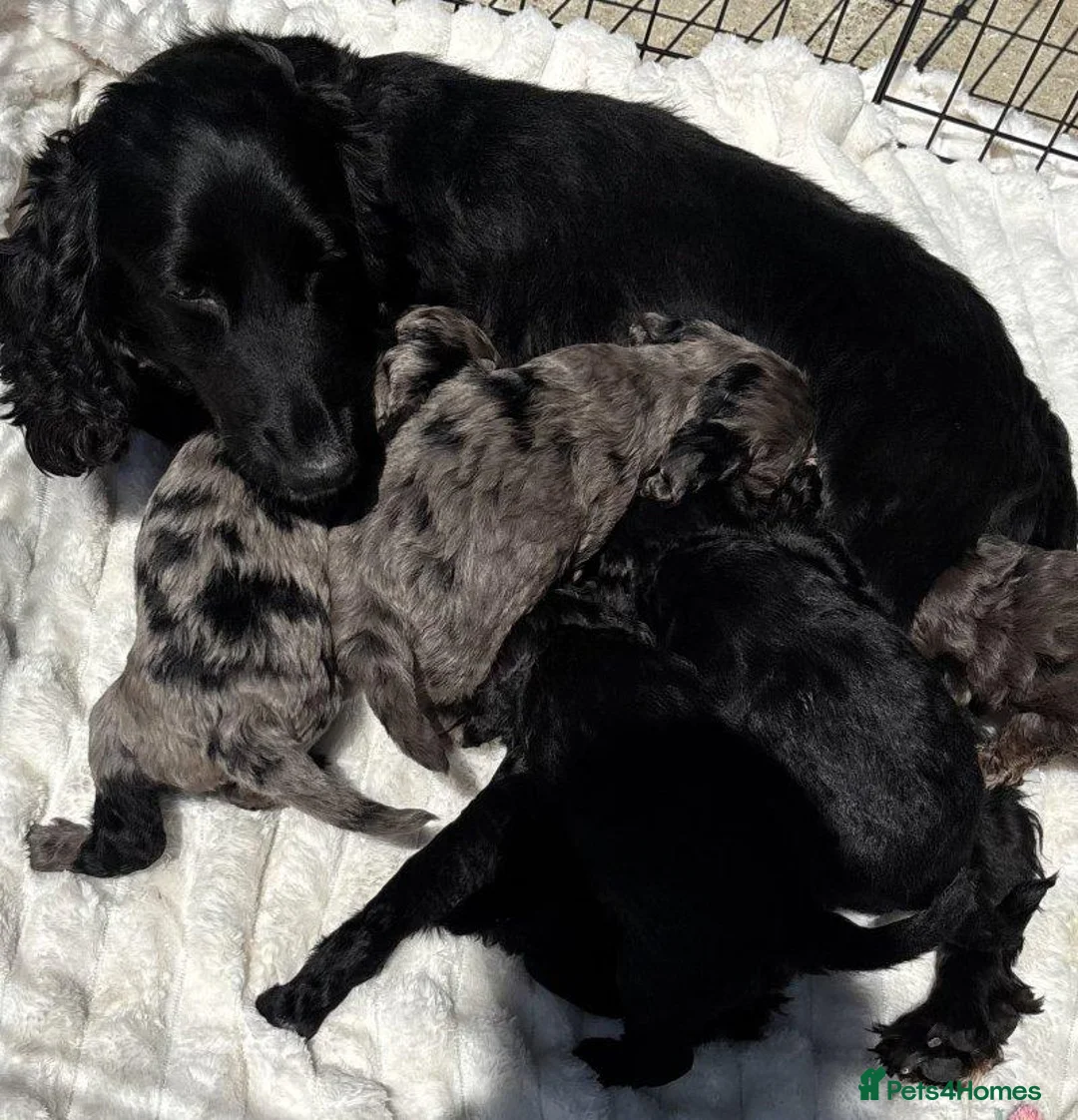 Cockapoo dogs for sale: Cockapoo Puppies Looking for Their Forever Homes  in Canterbury - Advert 1