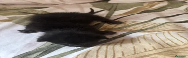 Kitten 1