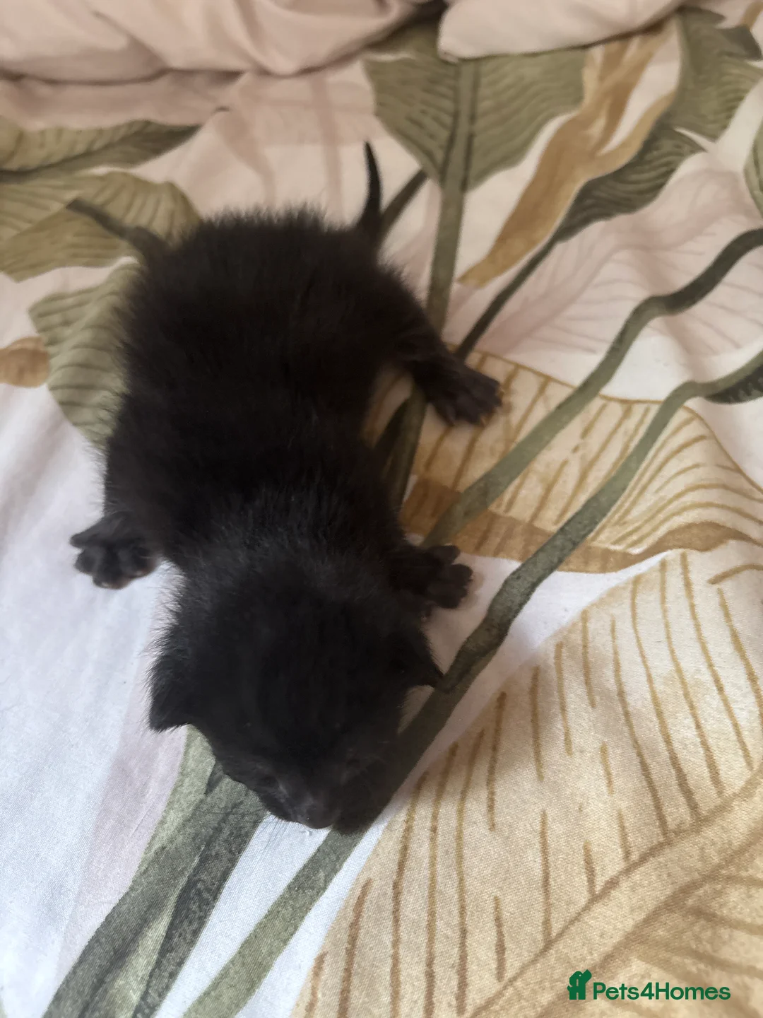 Mixed Breed cats for sale: Gorgeous kittens - Advert 2