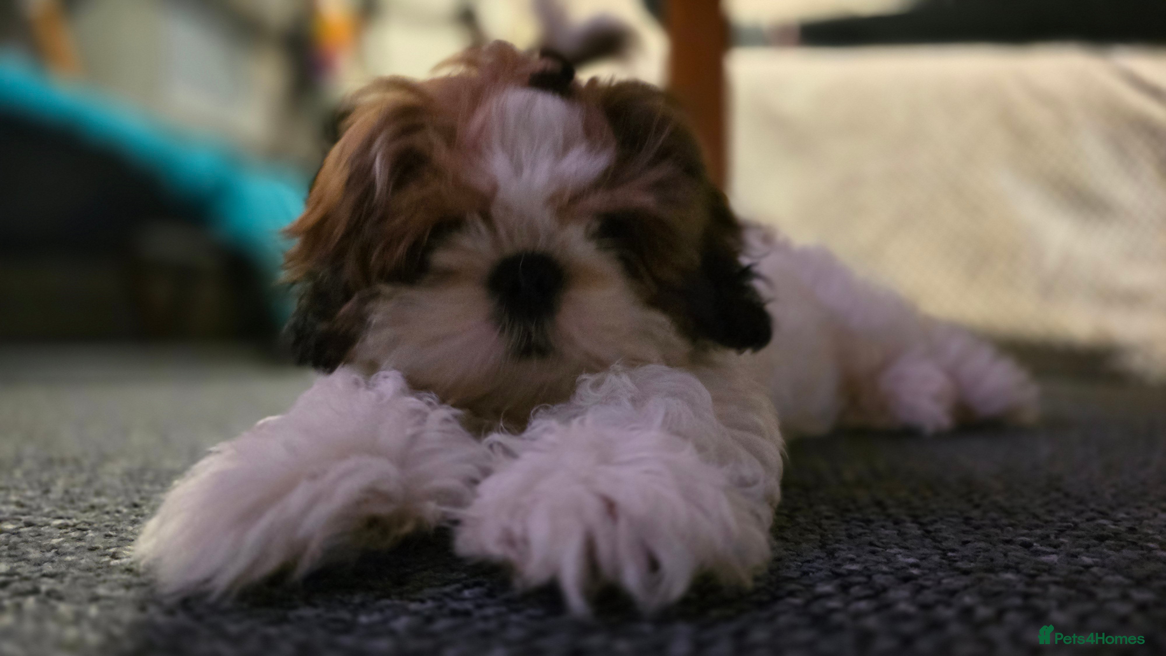 Shih Tzu dogs Shih Tzu Puppy for Sale - Advert 3
