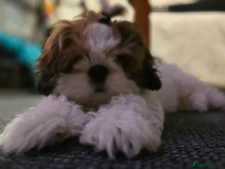 Shih Tzu dogs Shih Tzu Puppy for Sale - Advert 3