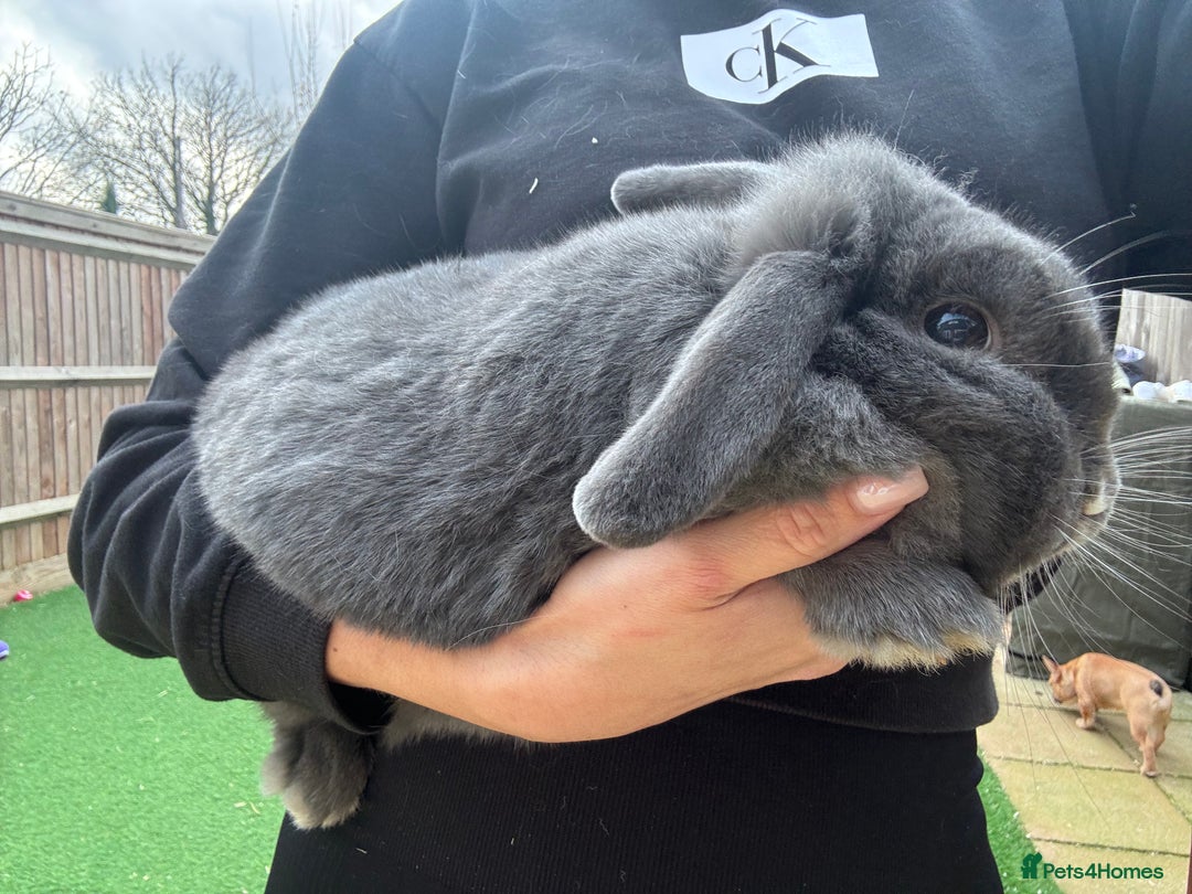 Mini Lop rabbits for sale: Adult Mini Lops Needing Loving Homes - Advert 9
