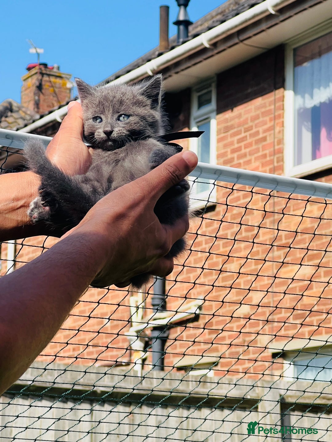 Mixed Breed cats for sale: Four Little Pawsomes Looking for Forever Homes!  - Image 5