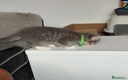 British Shorthair cats for sale: Last one left grey and white female  - Image 26