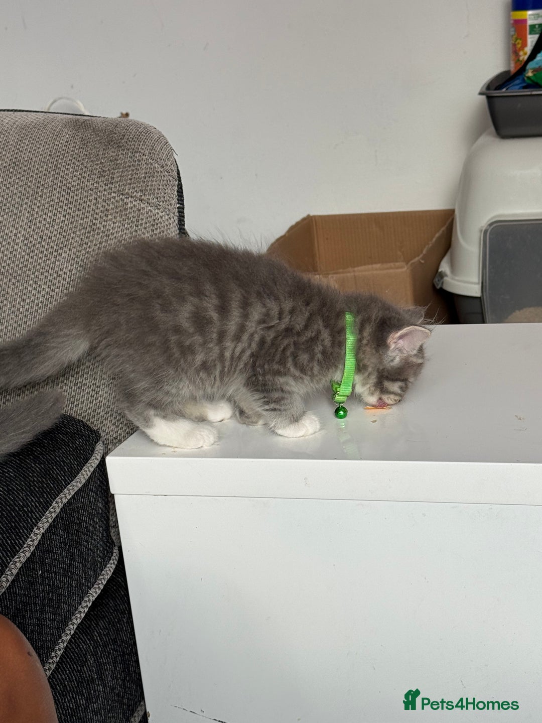 British Shorthair cats for sale: Last one left grey and white female  - Image 26