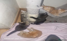Domestic Shorthair cats for sale: Lovely Kittens, ready to be reserved 😺 - Image 13