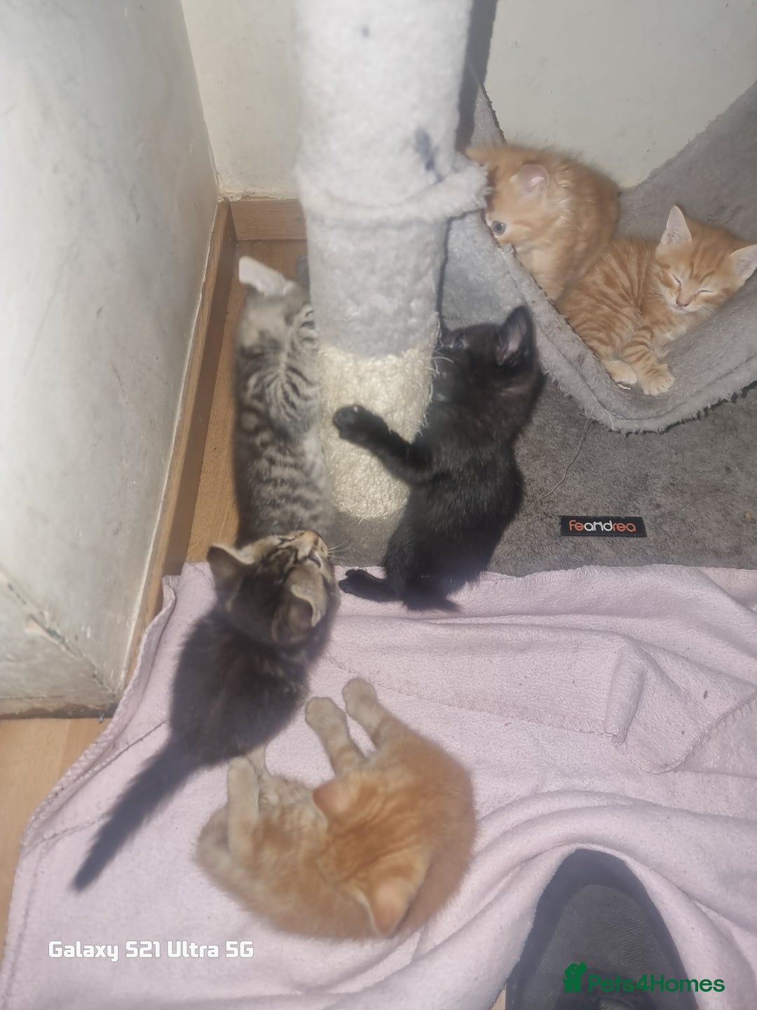 Domestic Shorthair cats for sale: Lovely Kittens, ready to be reserved 😺 - Image 13
