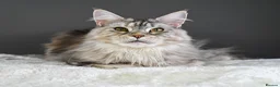 Maine Coon cats for sale: Octavia & Freya  - Advert 19