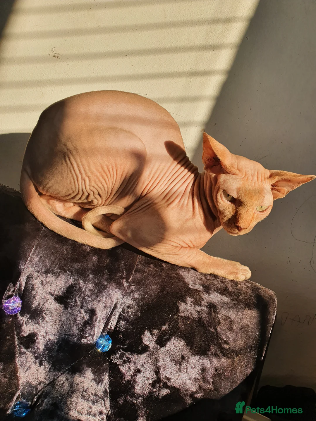 Sphynx cats for stud: Red Canadian sphynx stud  in Oldham - Advert 4