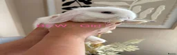 Mini Lop rabbits for sale: Beautiful Mini Lop Bunnies  - Advert 3