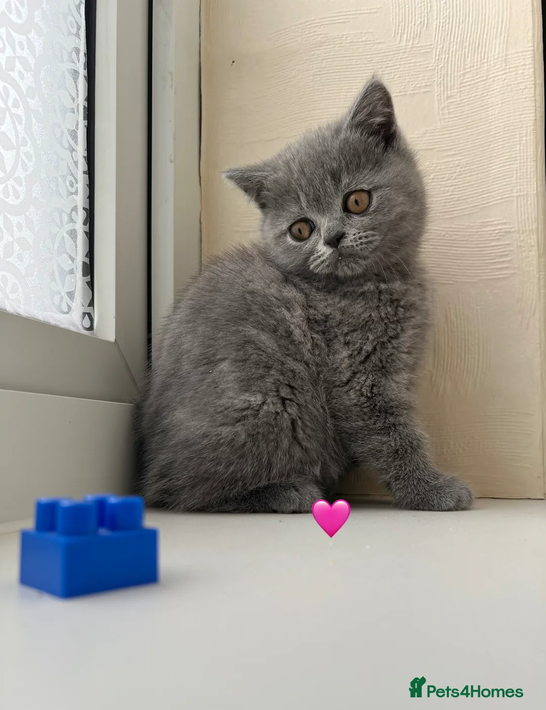 Scottish Fold cats for sale: Lovely Scottish fold/straight Kittens  - Advert 15
