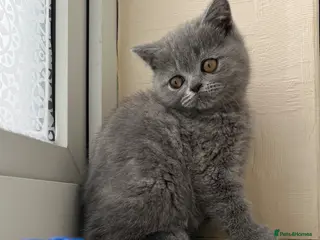 Scottish Fold cats Lovely Scottish fold/straight Kittens - Advert 12
