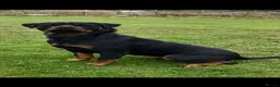 Rottweiler dogs for sale: Champion Rottweiler KC Registered Puppies - Advert 4