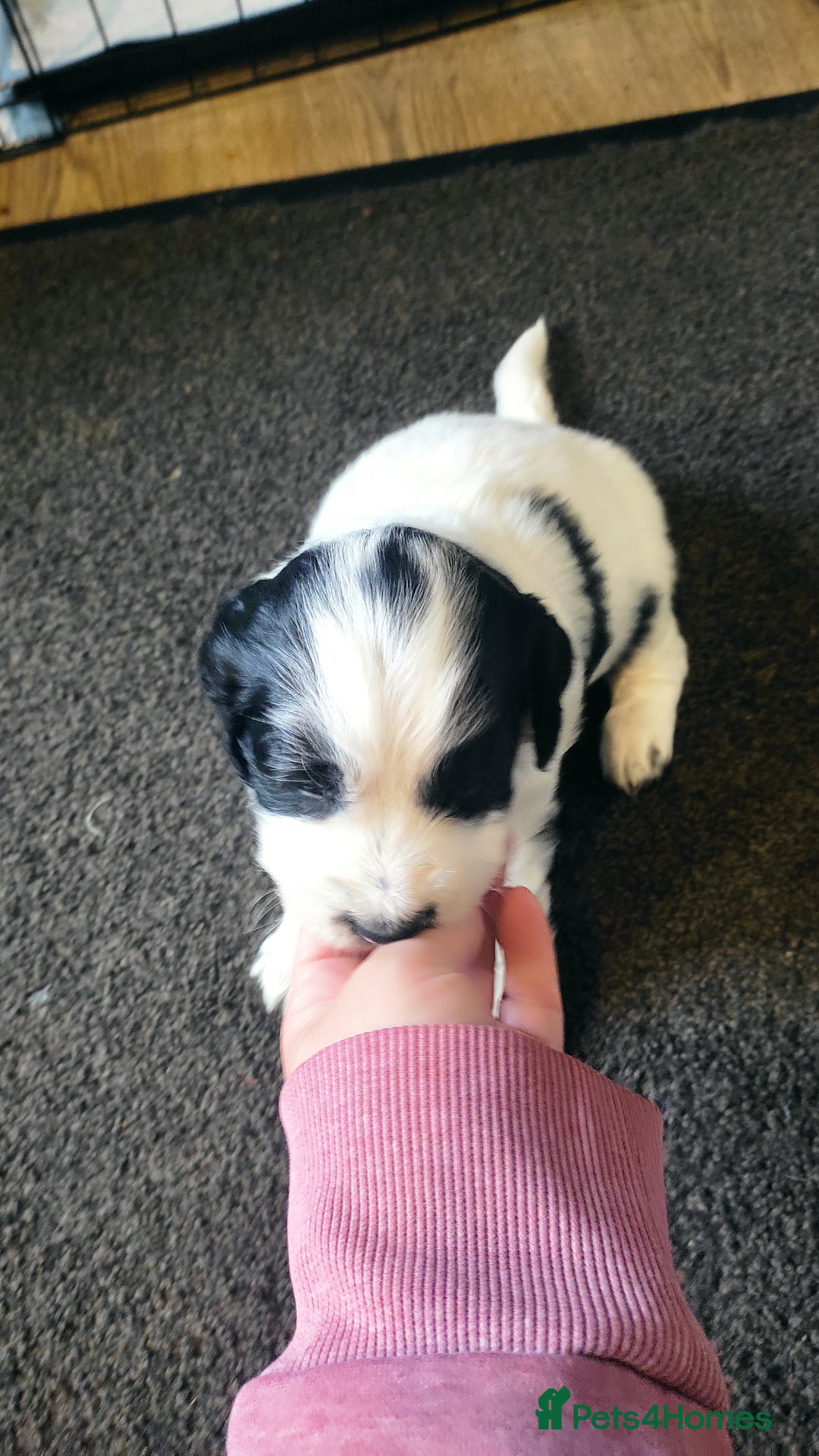 Mixed Breed dogs for sale: Sprollie x cocker-poo pups - Image 4