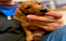 Miniature Dachshund dogs for sale: KC reg miniature smooth haired dachshunds  - Image 7