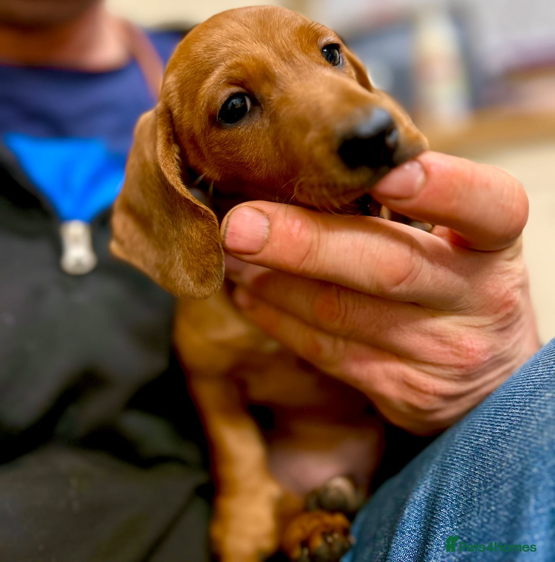 Miniature Dachshund dogs for sale: KC reg miniature smooth haired dachshunds  - Image 7