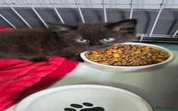 Mixed Breed cats for sale: 3 beautiful female kittens  - Image 4