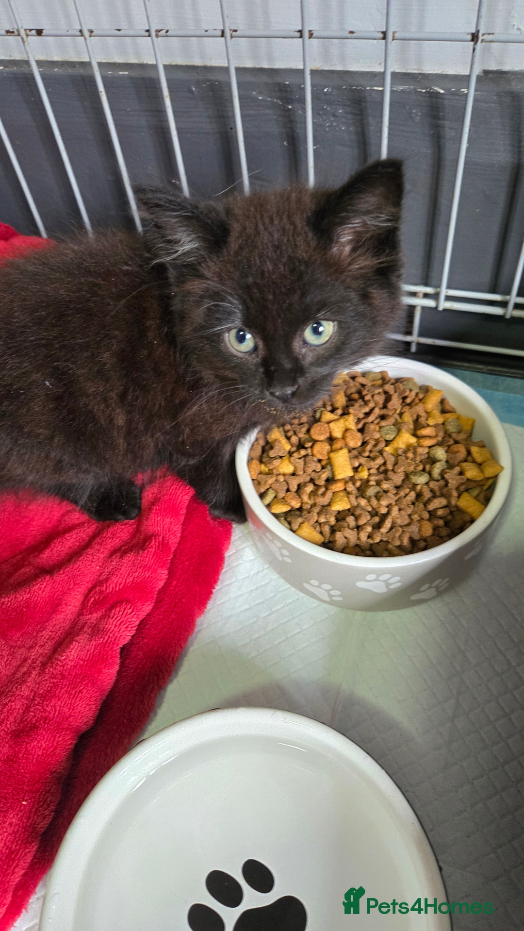 Mixed Breed cats for sale: 3 beautiful female kittens  - Image 4
