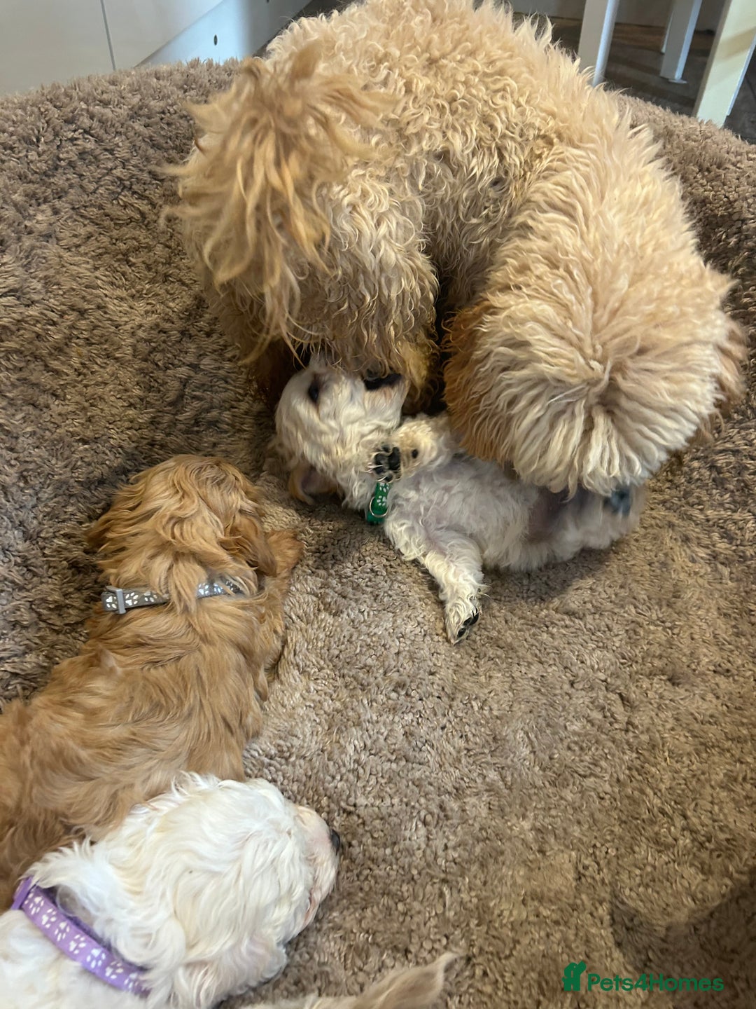 Maltipoo dogs for sale: Stunning Maltipoos wanting forever homes  - Image 11