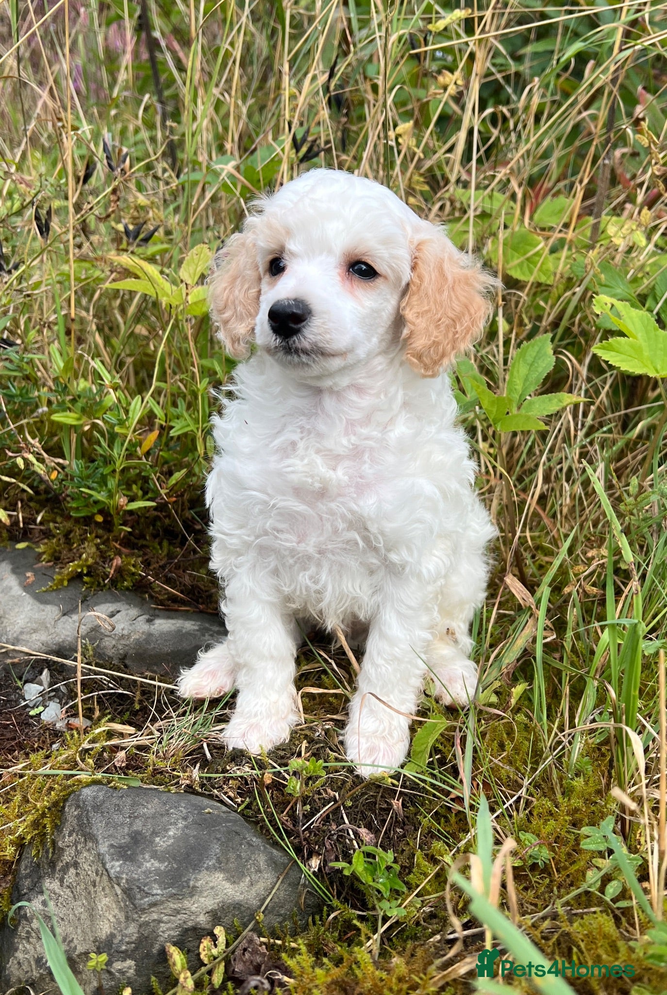 Toy Poodle dogs KC reg toy Poodles - Advert 2