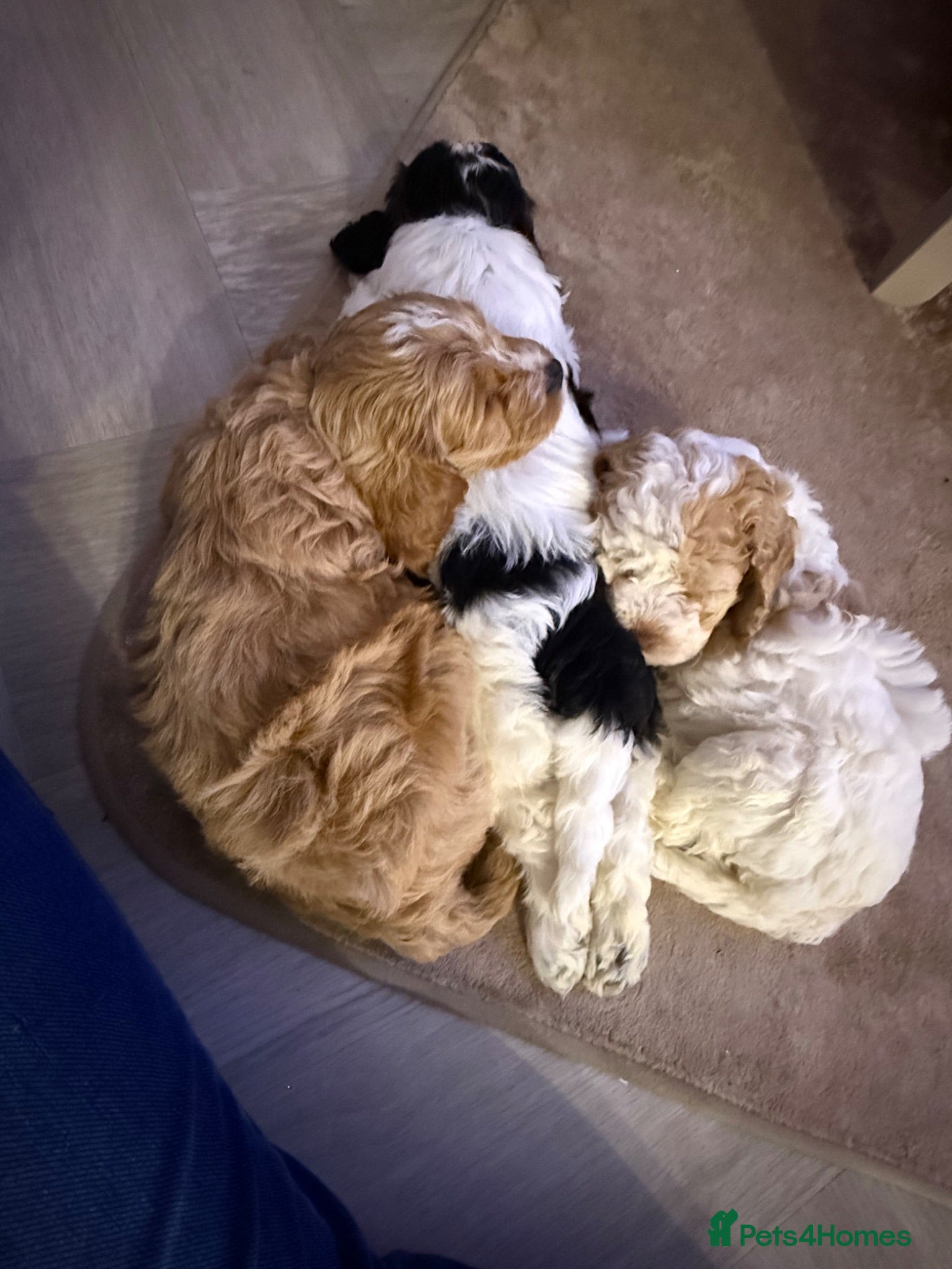 Cockapoo dogs Two stunning miniture Cockapoos left  - Advert 15