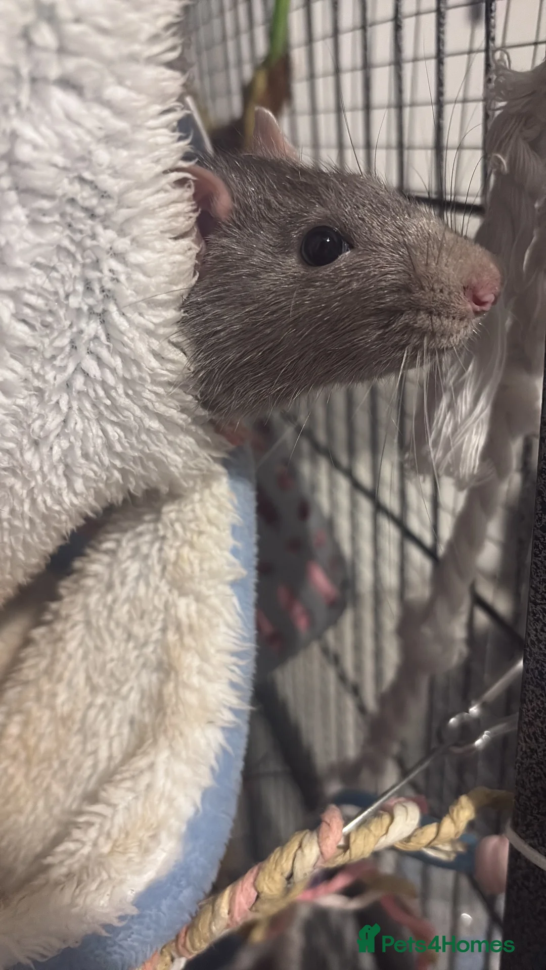 Rat rodents for sale: 3 male rats (fully bonded) - Advert 2