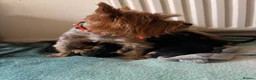 Yorkshire Terrier dogs for sale: Adorable yorkshire terrier puppies in Boston - Advert 10