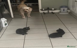 Mixed Breed cats for sale: Little kittens for sale - Image 13