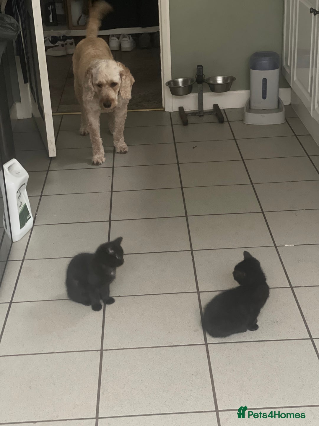 Mixed Breed cats for sale: Little kittens for sale - Image 13