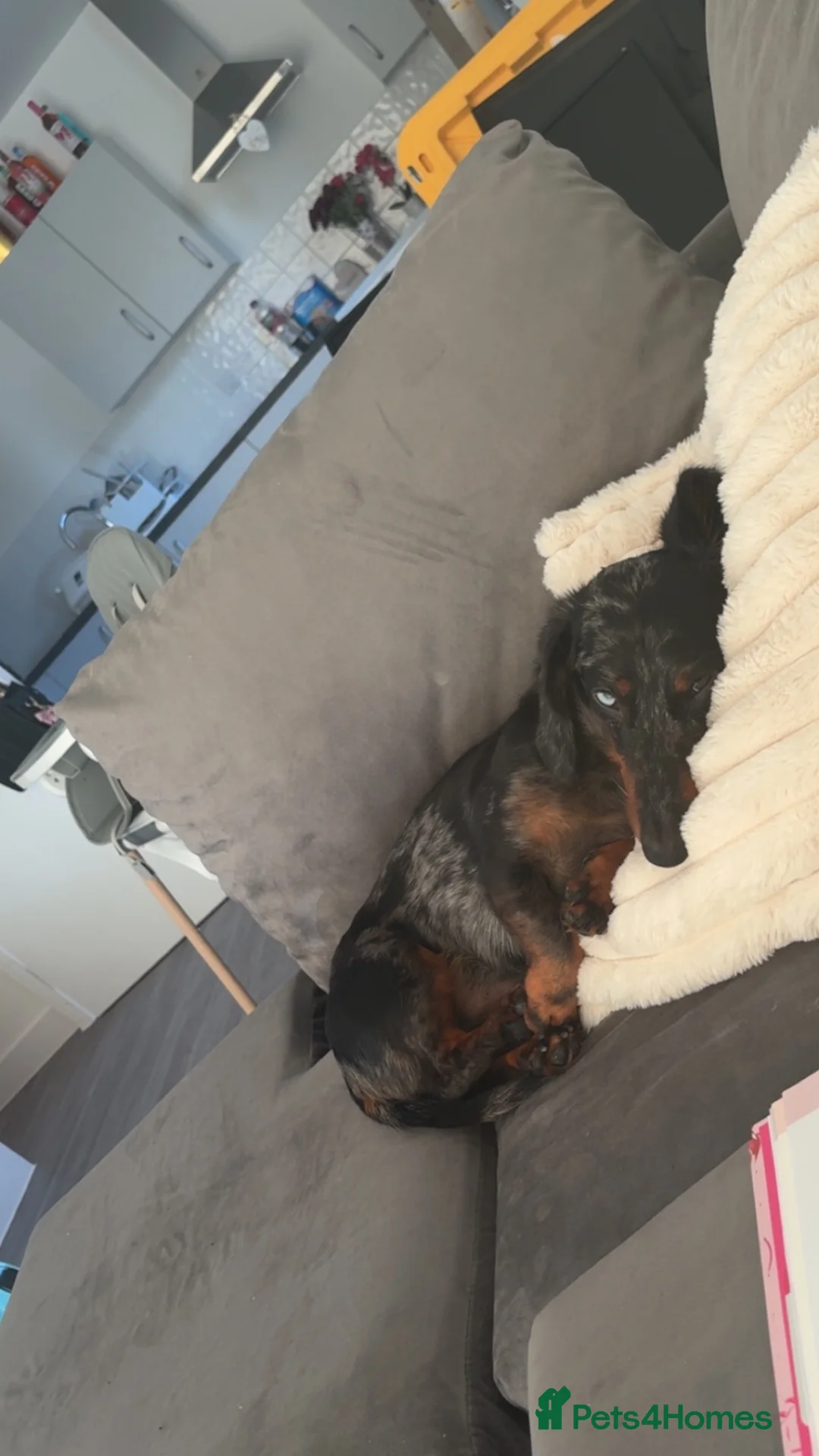 Dachshund dogs for sale:  3YearOld Well Behaved Boy Needs Loving Home in Stevenage - Advert 2