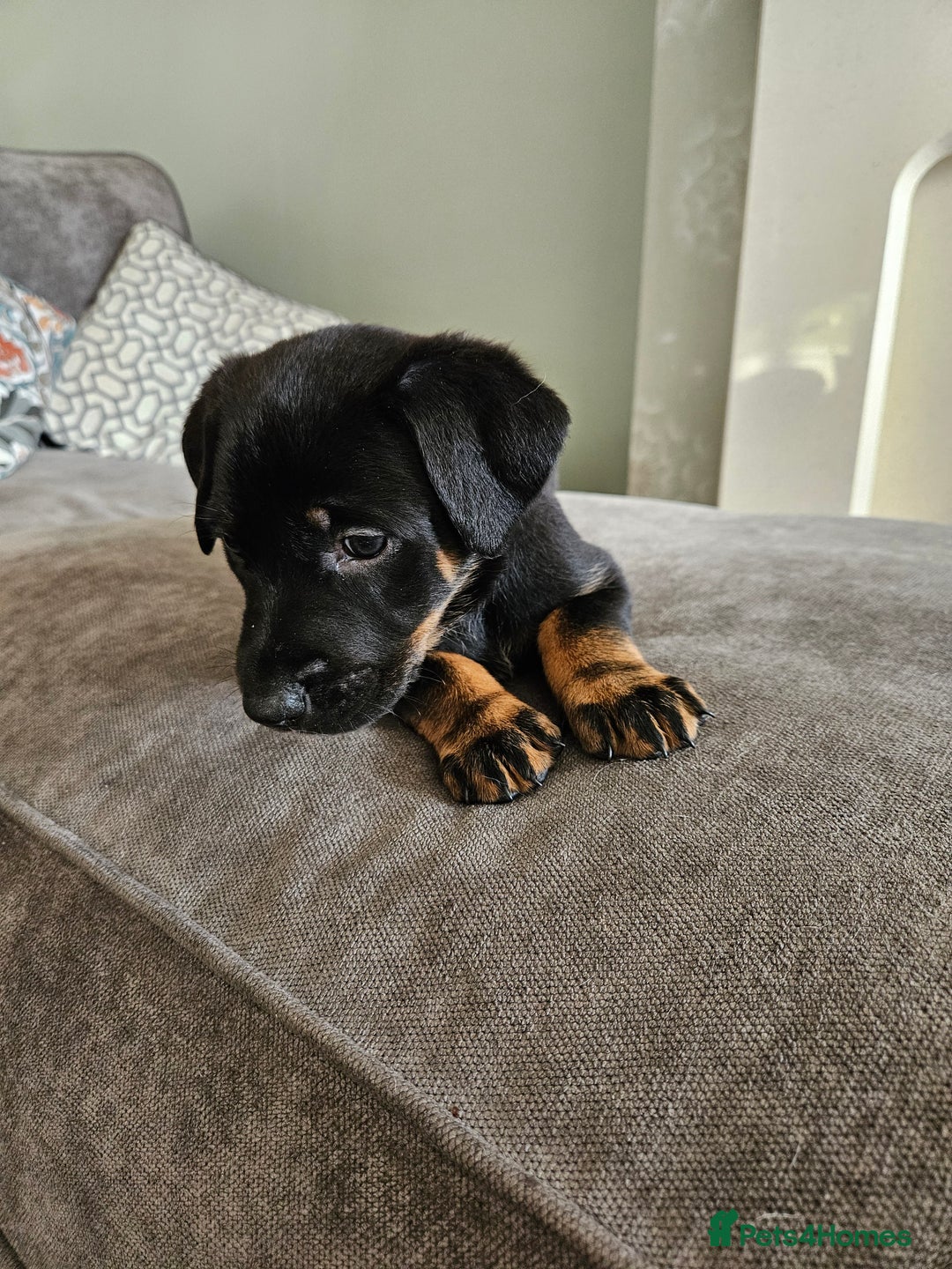 Mixed Breed dogs for sale: Beautiful black German shepherd x doberman  - Advert 15