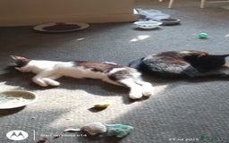 Mixed Breed cats for sale: 2 little boys,one black,one tuxedo  - Image 2
