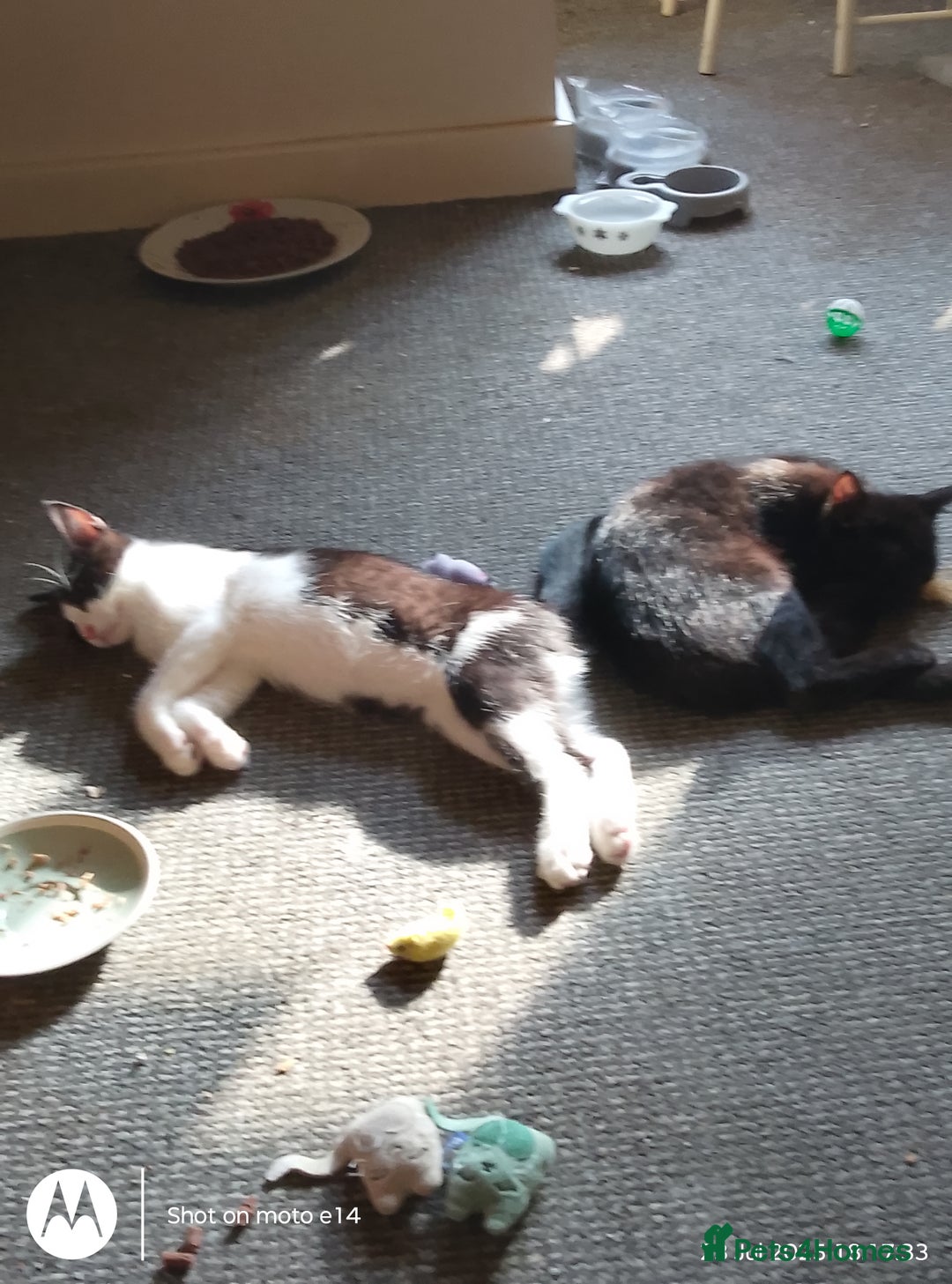 Mixed Breed cats for sale: 2 little boys,one black,one tuxedo  - Image 2