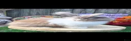 Angora rabbits for sale: Angora X Lionhead Doe  - Advert 2