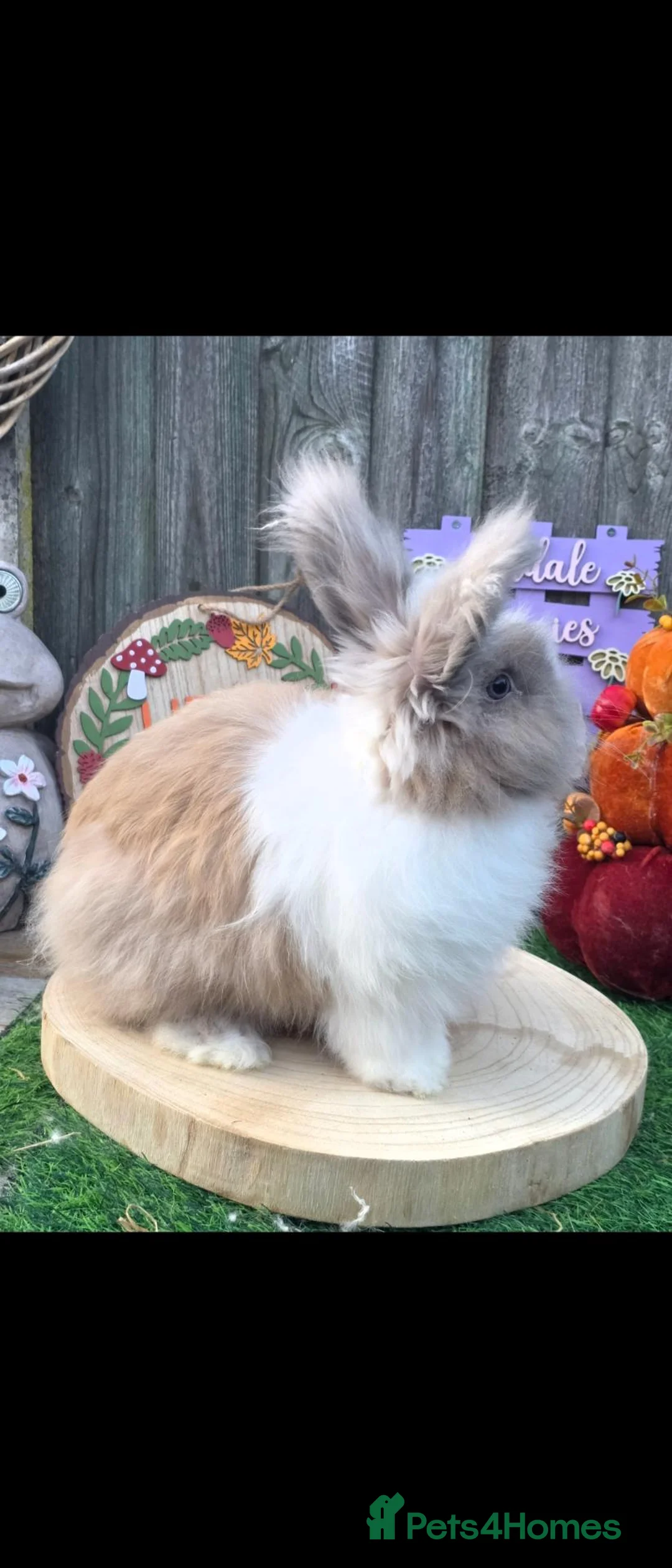 Angora rabbits for sale: Angora X Lionhead Doe  - Advert 2