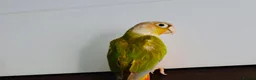 Conures birds for sale: PINEAPPLE CONURE AND GREEN CHEEK CONURE  in Oxford - Advert 8